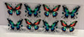 Butterflies - Wrap